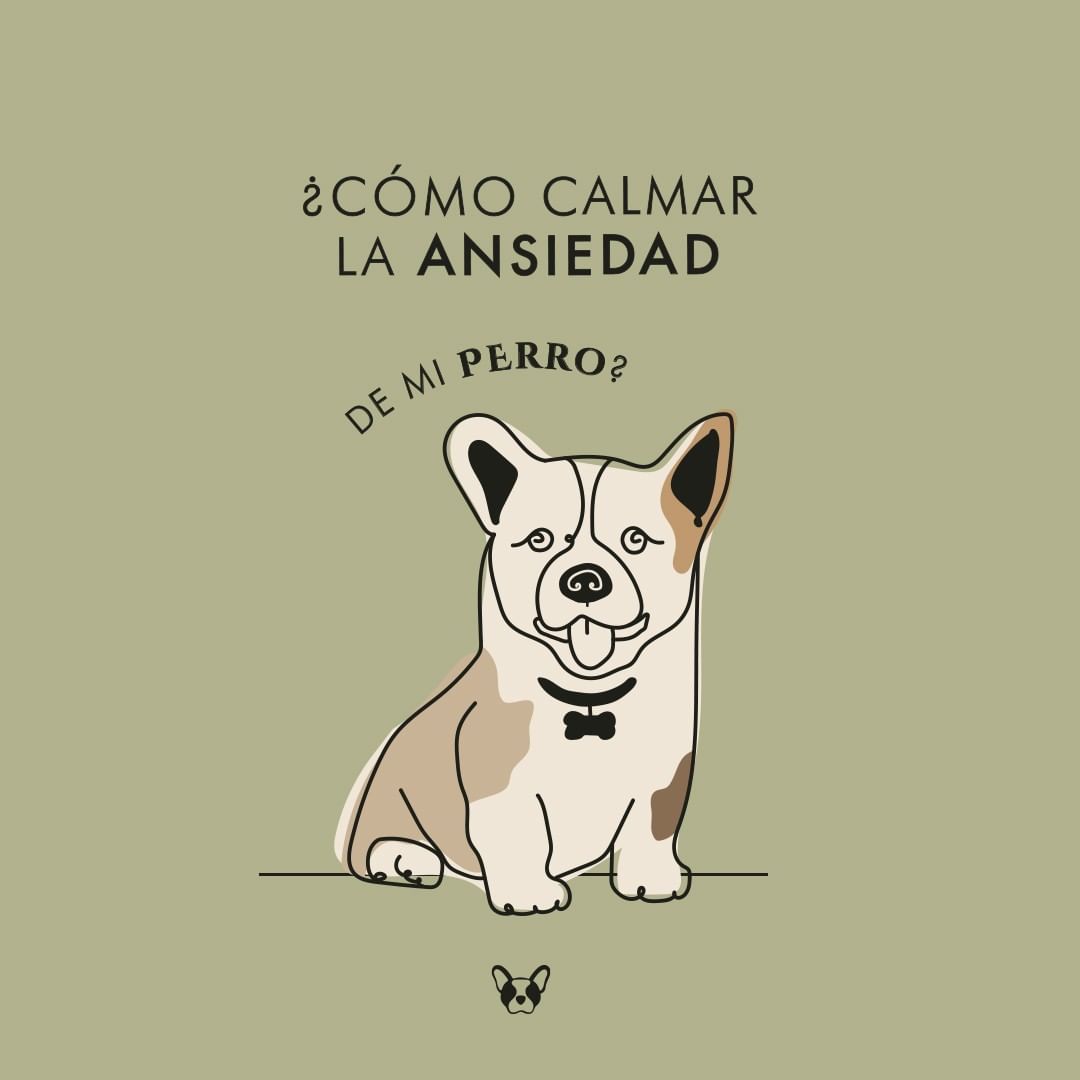¿Como calmar la ansiedad de mi Perro?