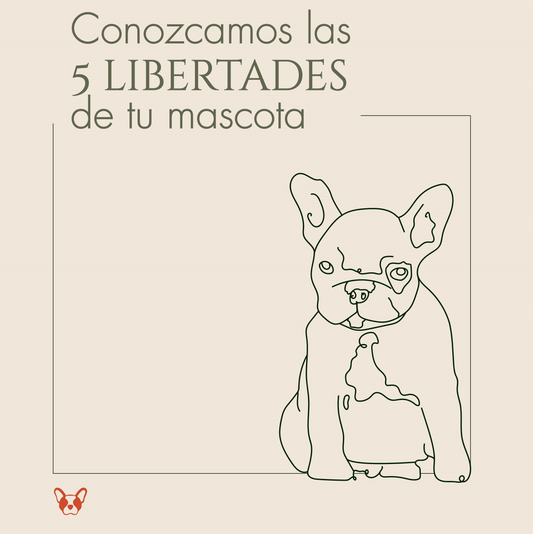 Conozcamos las 5 libertades de tu mascota